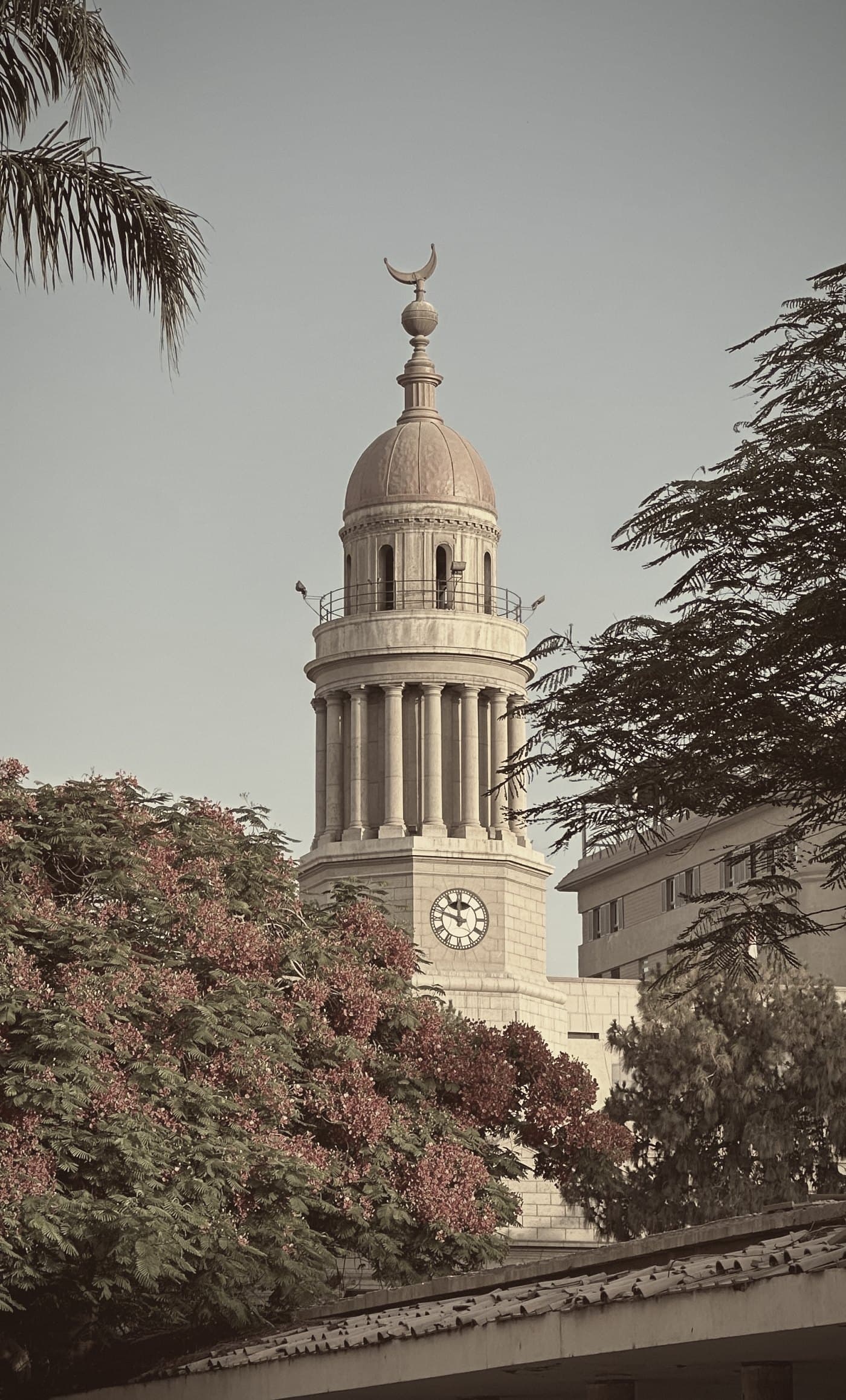The clock tower of Kasr Al-Ainy in evening light, seen past a flame tree in bloom